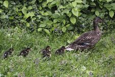 Wild Duck With Her Juveniles Royalty Free Stock Image Wild Duck With Her Juveniles Royalty Free Stock Image