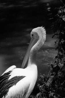 Pelican Against The Current River Royalty Free Stock Photos