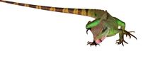 Agama Lizard Royalty Free Stock Photos Agama Lizard Royalty Free Stock Photos