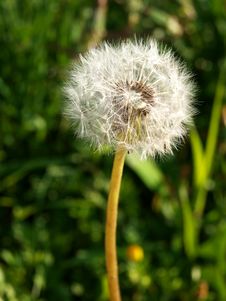 Dandelion Royalty Free Stock Photos Dandelion Royalty Free Stock Photos
