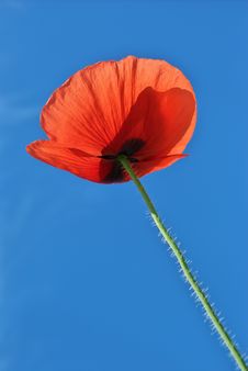 Poppy In Sky Royalty Free Stock Photo Poppy In Sky Royalty Free Stock Photo