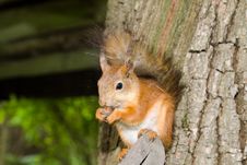 Red Squirrel Royalty Free Stock Photos Red Squirrel Royalty Free Stock Photos
