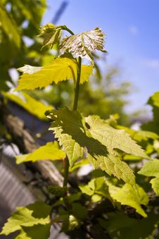 Grape Twig Royalty Free Stock Image Grape Twig Royalty Free Stock Image