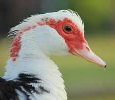 Muscovy Duck Profile Royalty Free Stock Photos
