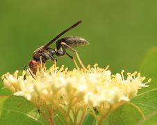 Wasp Flower Stock Photo
