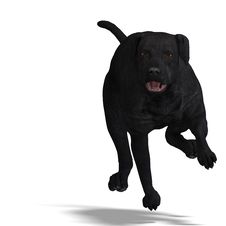 Labrador Retriever Dog. 3D Rendering With Royalty Free Stock Photos Labrador Retriever Dog. 3D Rendering With Royalty Free Stock Photos