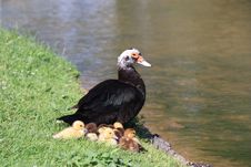 Duck Duck Goose Stock Photos