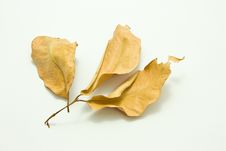 Dry Leaf Royalty Free Stock Image