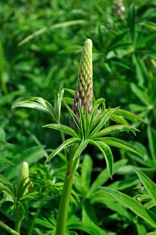 Bud Of Lupine Royalty Free Stock Photo Bud Of Lupine Royalty Free Stock Photo