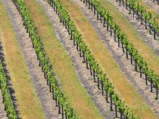 Grape Vines Stock Photo Grape Vines Stock Photo