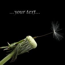 One Seed On Dandelion Royalty Free Stock Photo One Seed On Dandelion Royalty Free Stock Photo