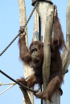 Orangutan Stock Image