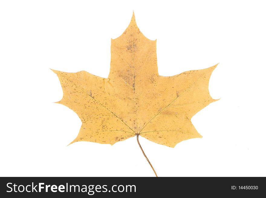 Autumn maple leaf. Isolated on a white background.