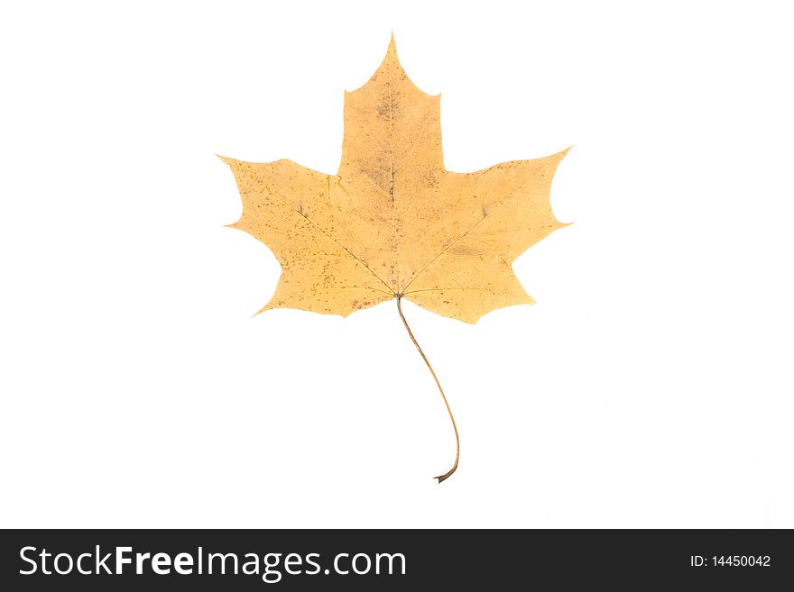 Autumn maple leaf. Isolated on a white background.