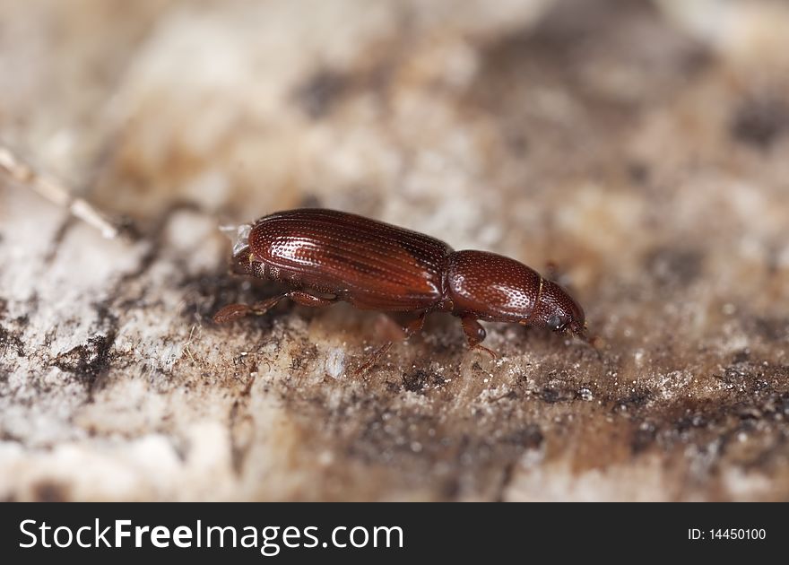 Wood living beetle.