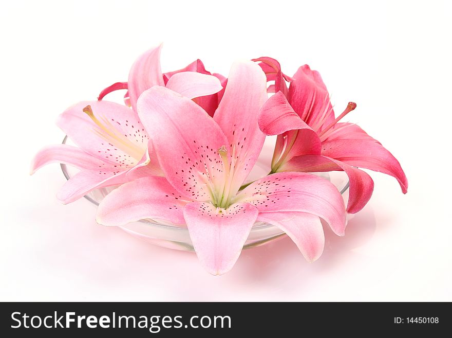 Pink lilies on a white background