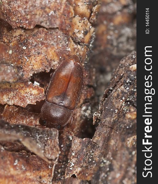 Wood living beetle. Extreme close-up.