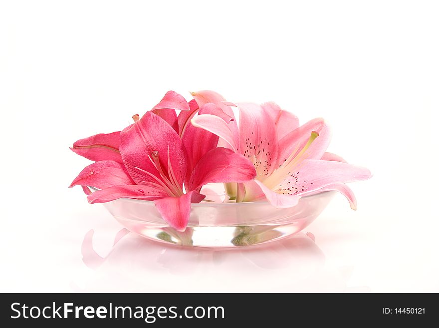 Pink lilies on a white background