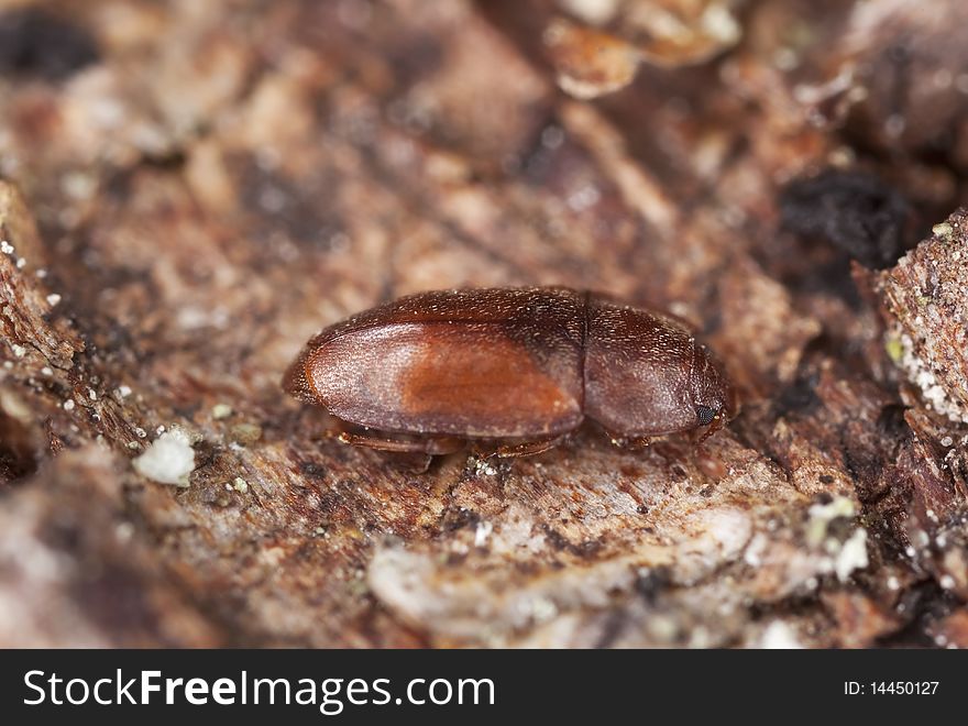 Wood living beetle. Extreme close-up.