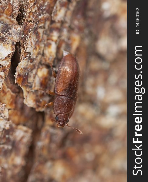 Wood living beetle. Extreme close-up.