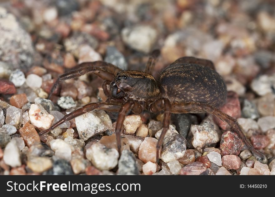 Ground wolf spider (Trochosa terricola) Macro photo.