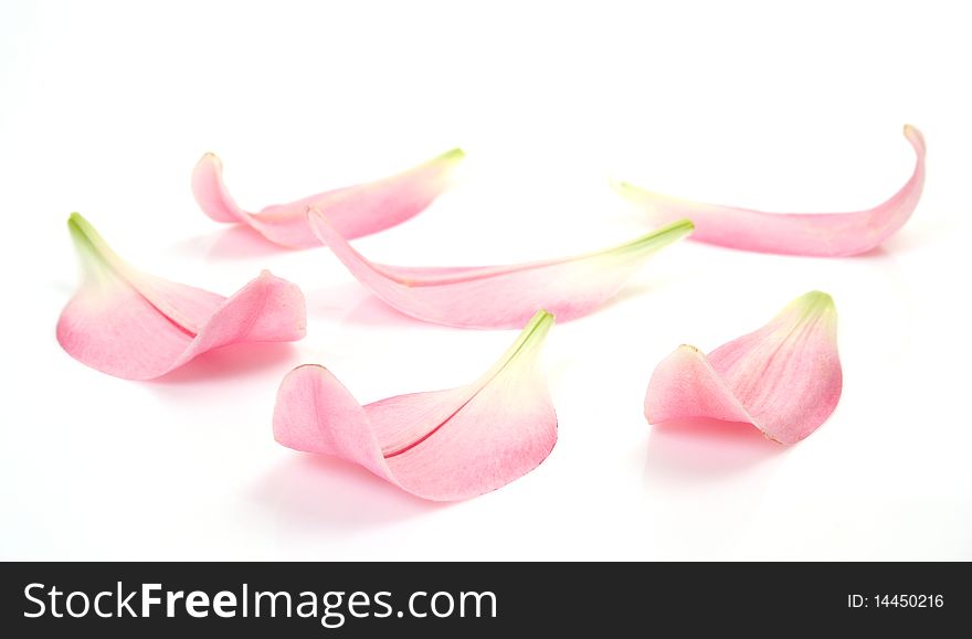 Petals of lilies on a white background