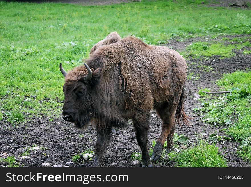 One big buffalo from an endangered species walking alone in a park. One big buffalo from an endangered species walking alone in a park