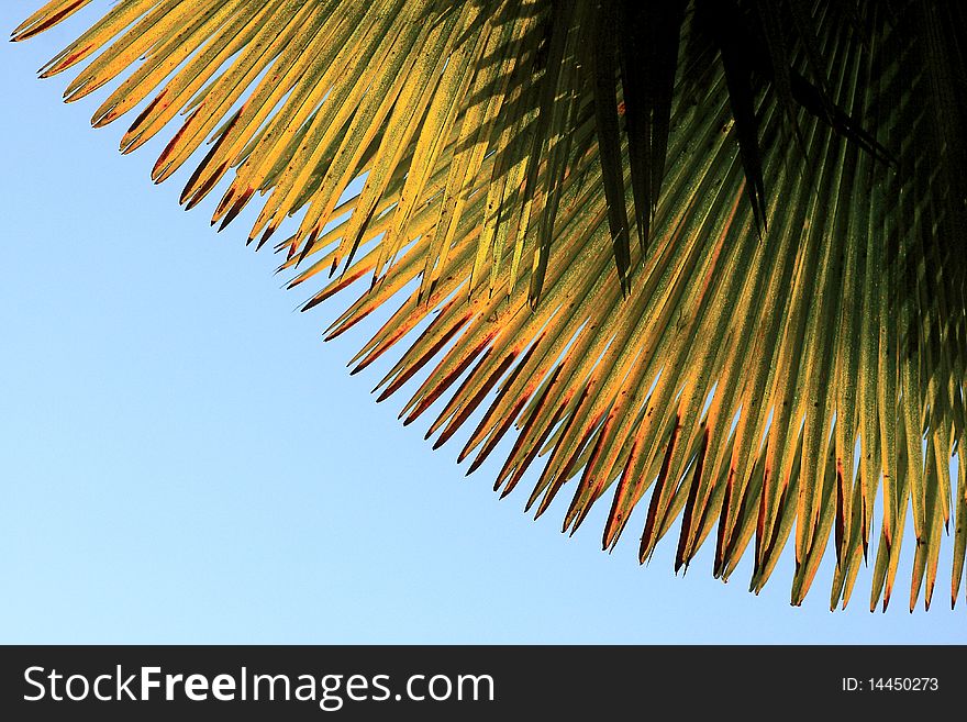 Palm leaf over blue sky