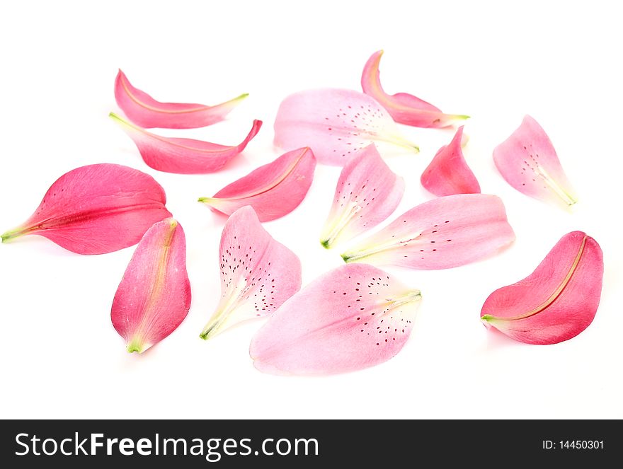 Petals of lilies on a white background