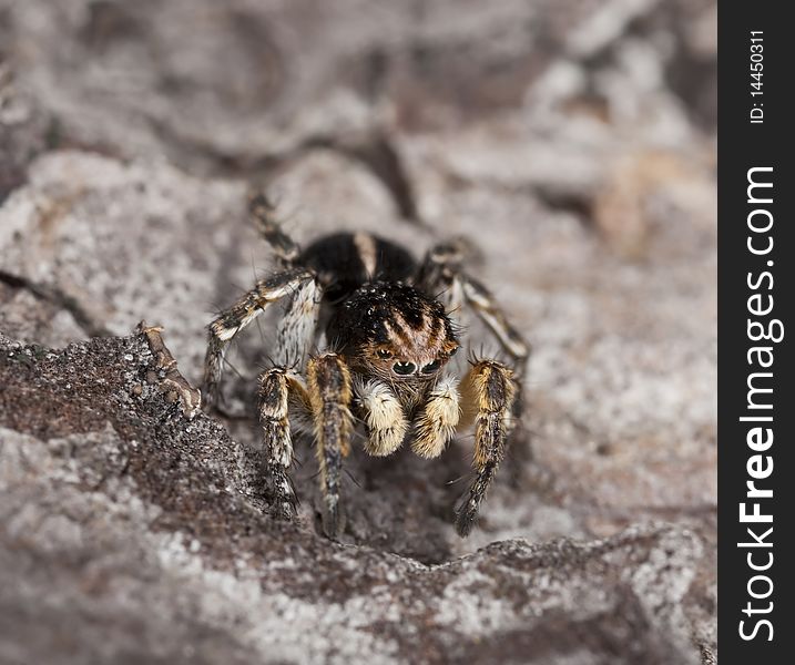 Jumping spider sitting on wood. Extreme close-up.