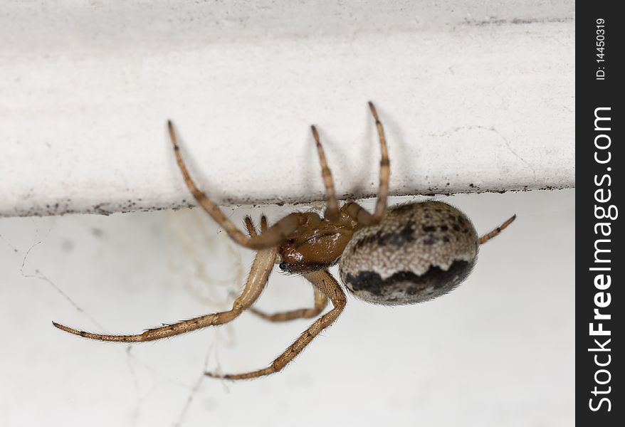 Small Spider Sitting On Wall.