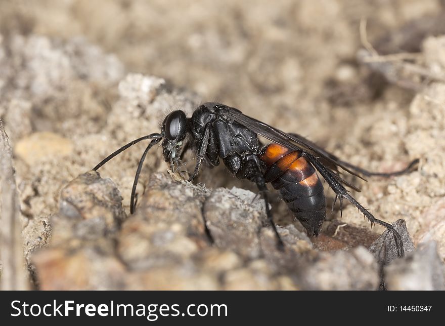Parasitic wasp (Anoplius viaticus) sitting on sand. Macro photo.