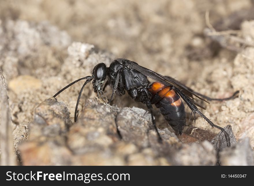 Parasitic Wasp (Anoplius Viaticus)