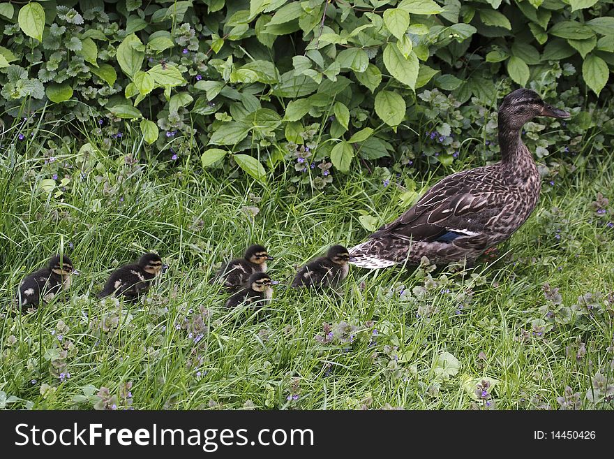 Wild duck with her juveniles