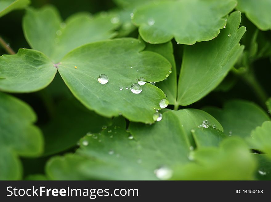 Raindrops on Aquilegia vulgaris leaves