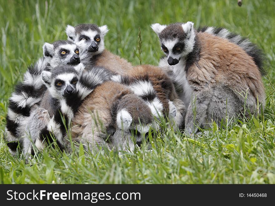 Group Of Ring-tailed Lemurs