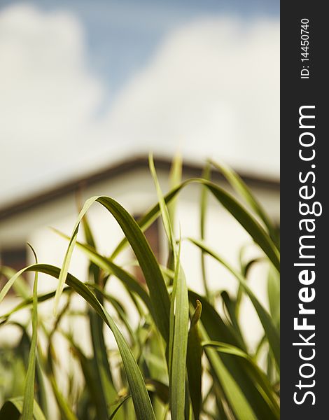 Some green plants growing on a cultivated field