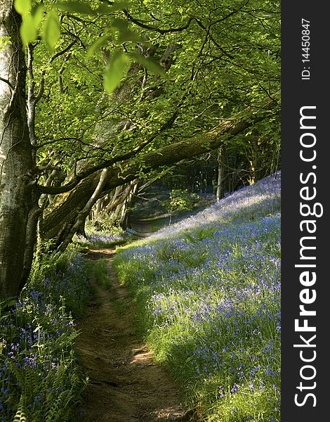 Path running through bluebell beech woods. Path running through bluebell beech woods