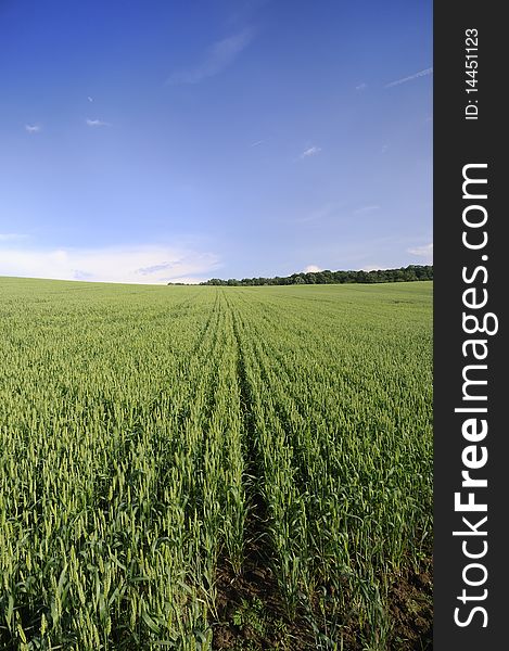 Wheat field on the hill under a blue sky