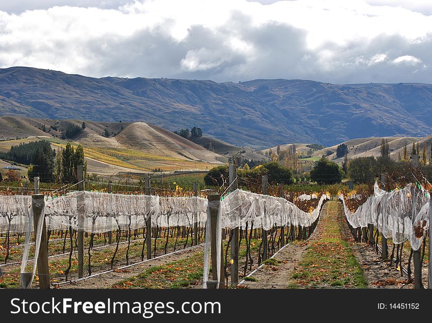 Vineyard In New Zealand