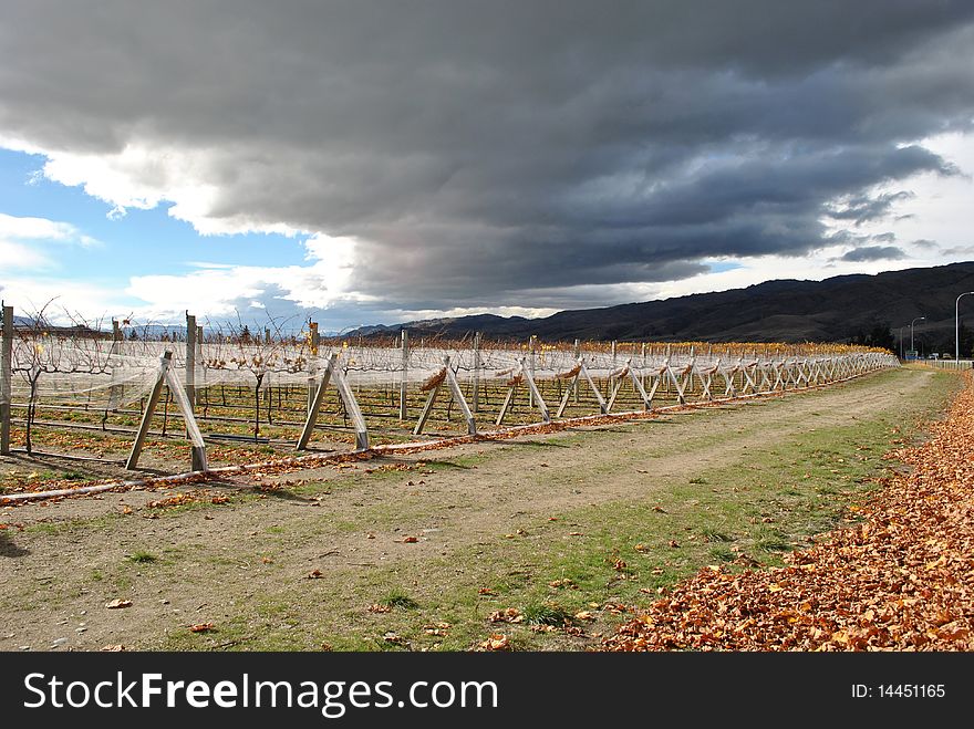 This pic was taken in New Zealand in the autumn season. A lot of beautiful vineyards are along the way from Queenstown to Lake Tekapo. This pic was taken in New Zealand in the autumn season. A lot of beautiful vineyards are along the way from Queenstown to Lake Tekapo.