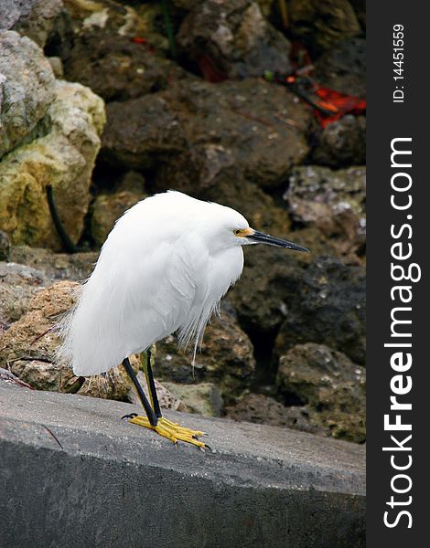 Snowy Egret Ding Darling Wildlife Refuge Sanibel Florida