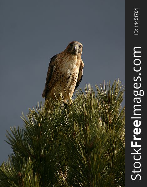 Hawk in Rocky Mountain National Park