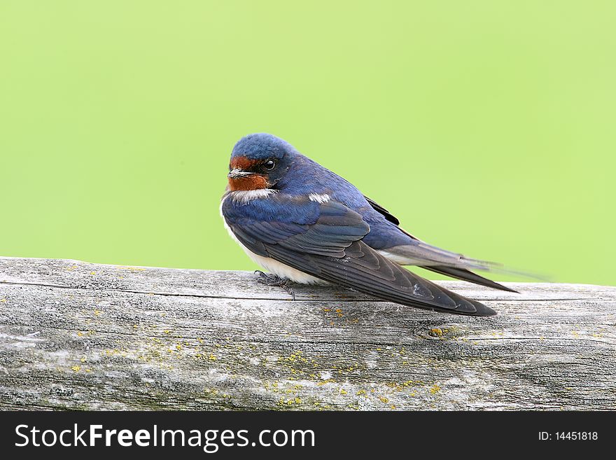 A beautiful tiny blue colored bird sitting on a fence. A beautiful tiny blue colored bird sitting on a fence