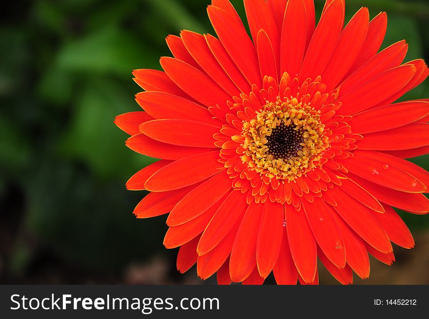 Orange-Red Chrysanthemum Spoon shaped bloom