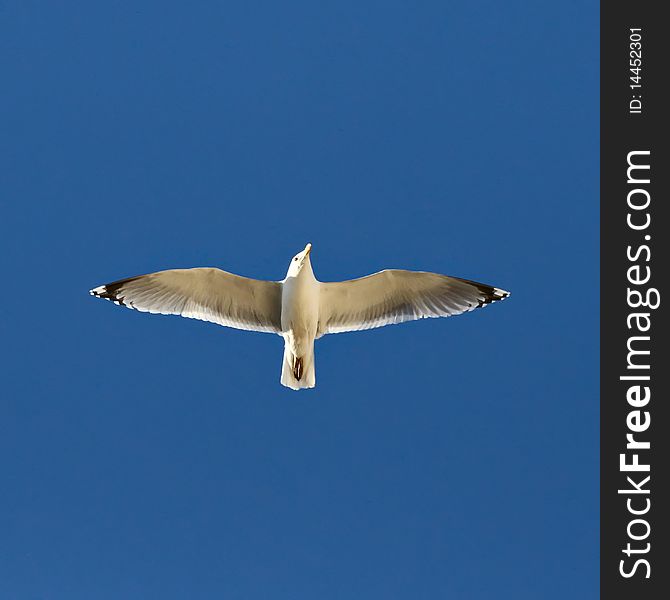 Flying seagull in the sky