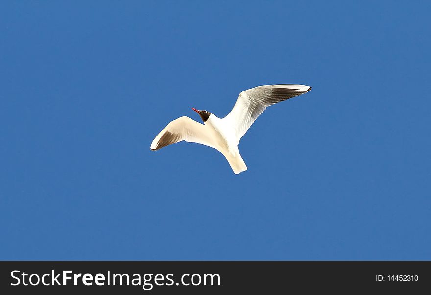 Flying seagull in the sky