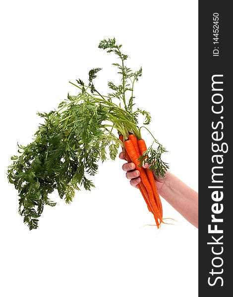 Fresh Organic Carrot