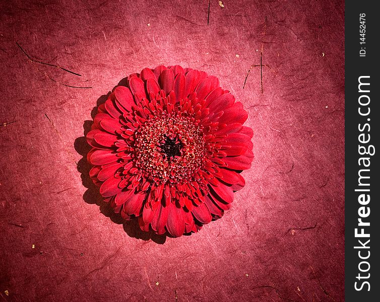 Perfect red gerbera in beautiful full blossom with focused spotlight