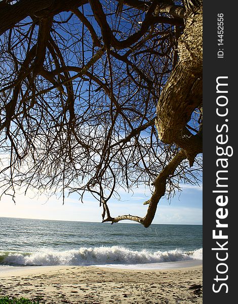 Blue Sky, Tree And Sea